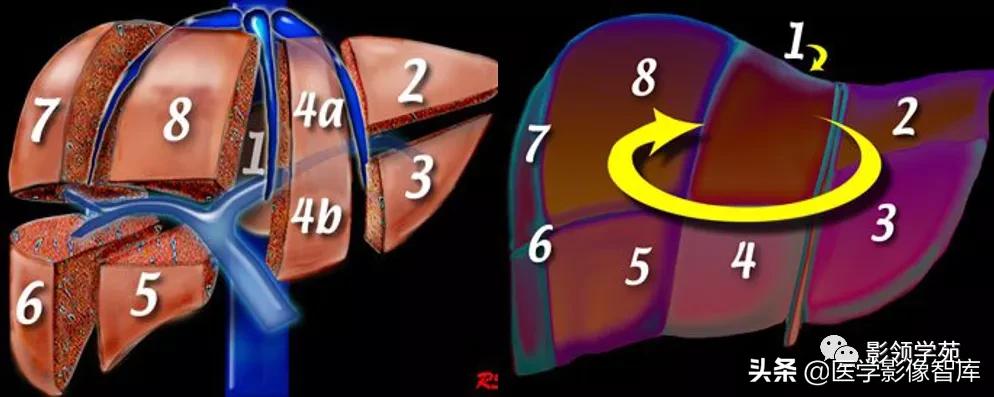 肝脏影像分叶分段解剖图,肝脏分段解剖图谱