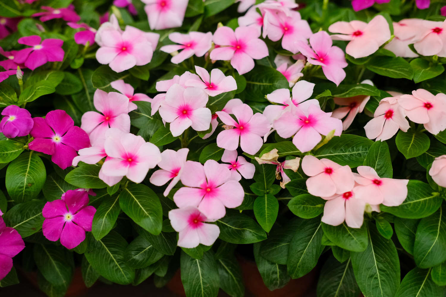 春季最好养的盆栽花卉图片,春季户外花园适合种植的花卉