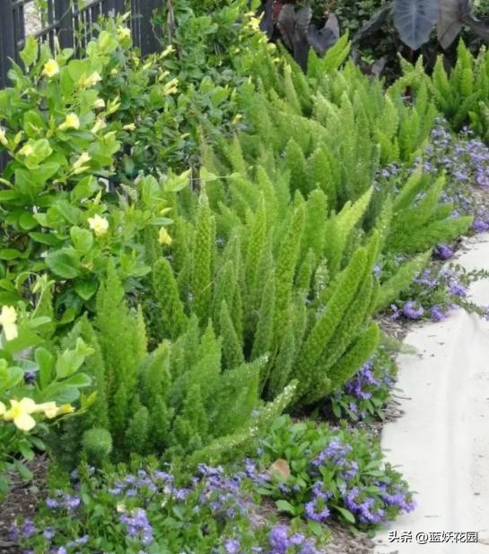 狐尾天门冬顶端黄叶是什么原因,狐尾天门冬黄叶掉落还可以救活吗