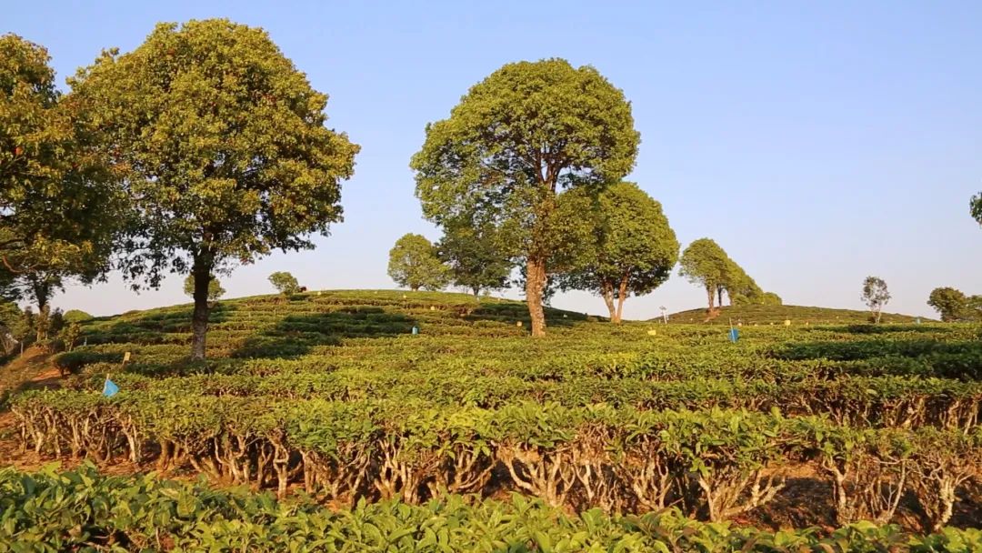 老徐谈古茶树视频,老徐谈茶特辑