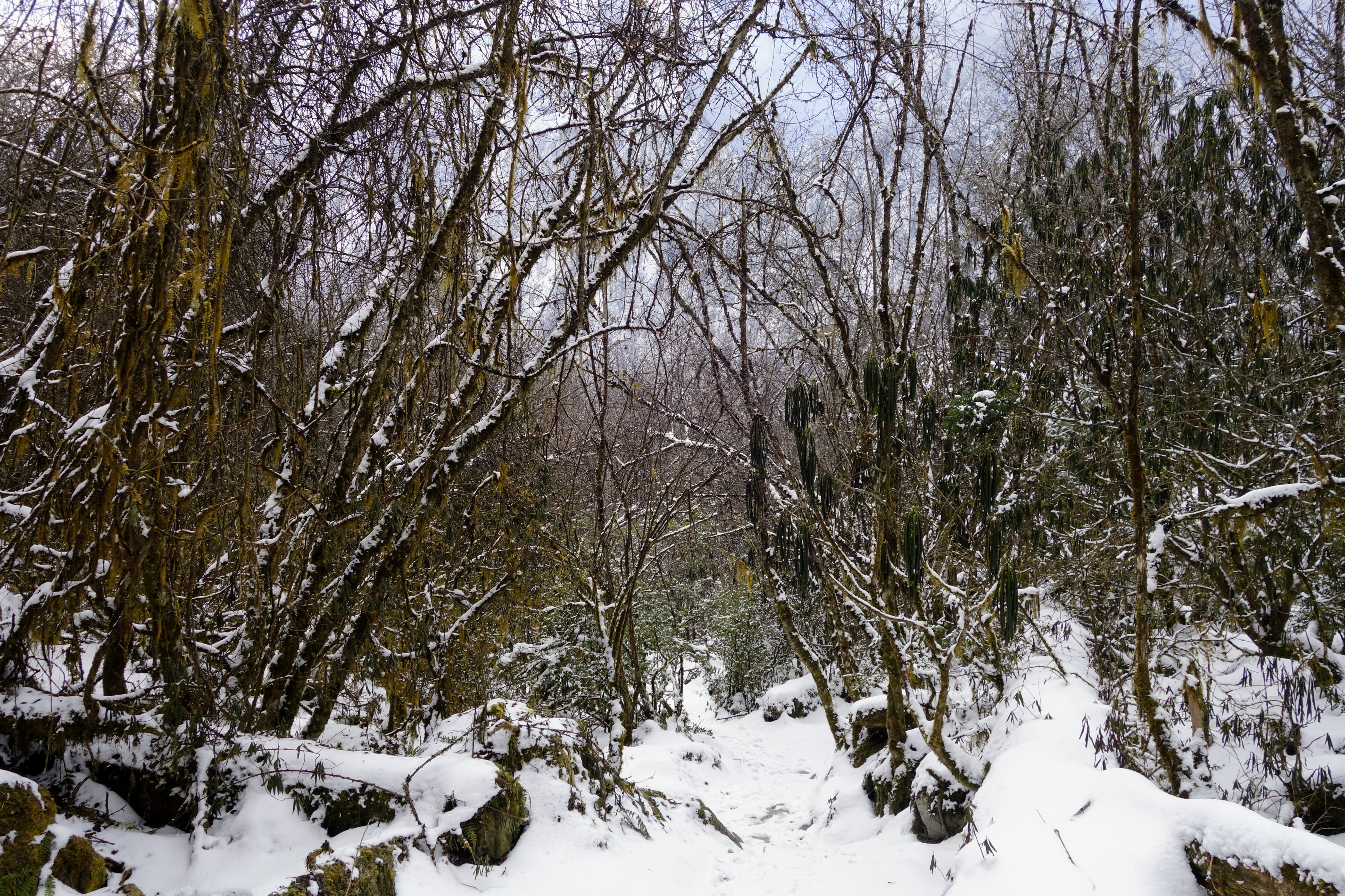 川西圣境游玩攻略,甘孜燕子沟攻略