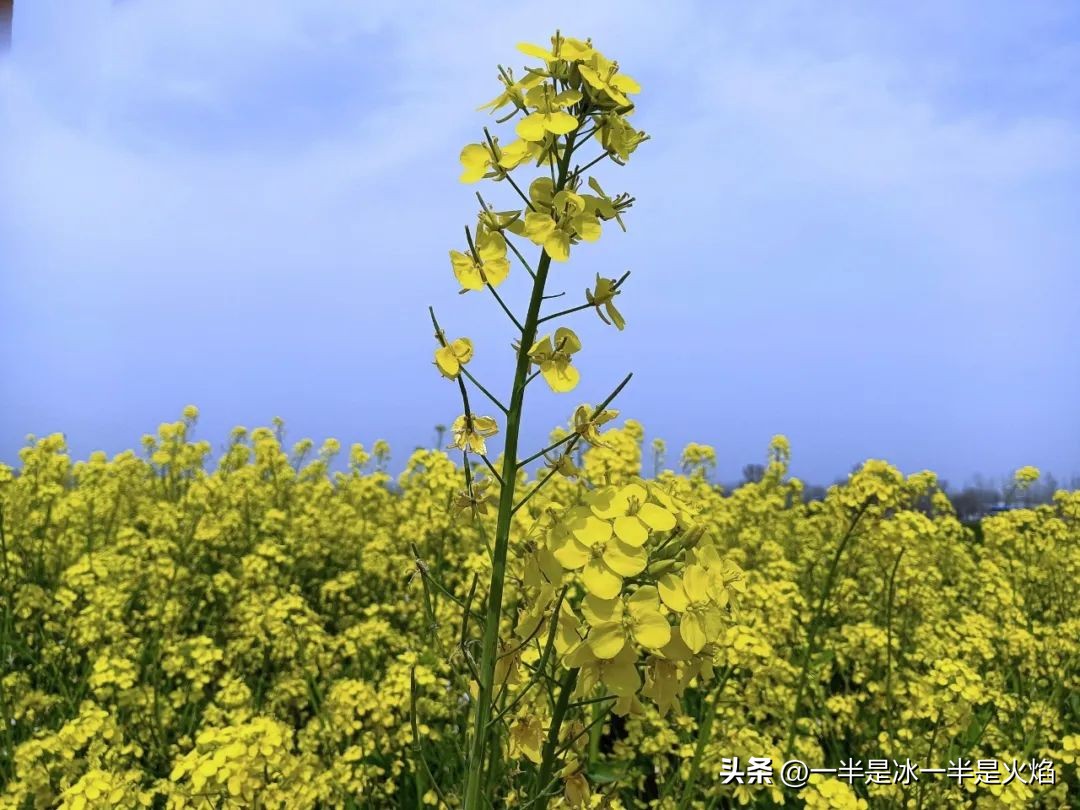随笔有一种春天叫油菜花开,邂逅油菜花开散文