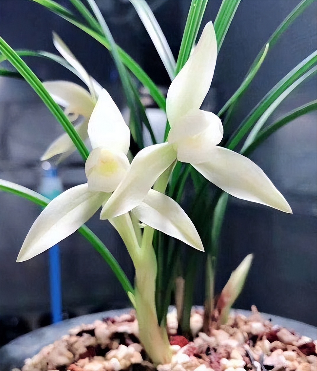 春兰名品雪影欣赏,春兰雪影和白雪公主哪个好