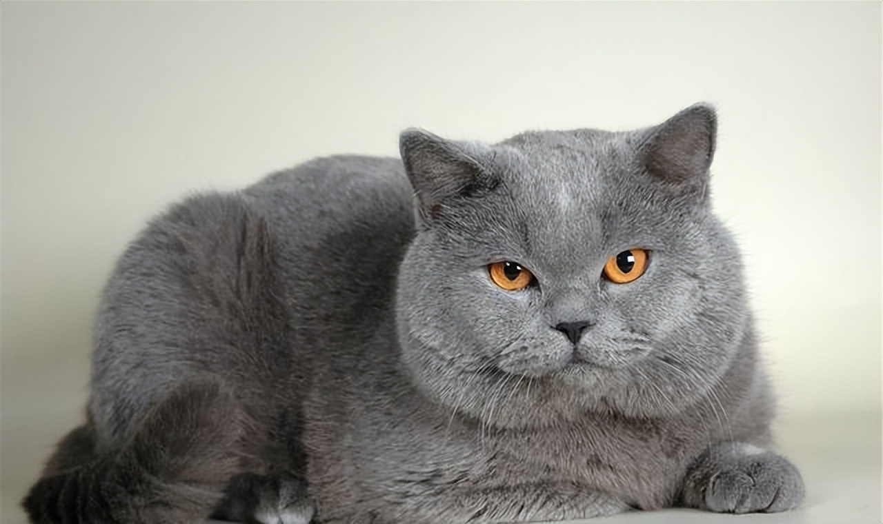 如何选择适合自己的一只猫,拥有一只猫你会获得什么呢