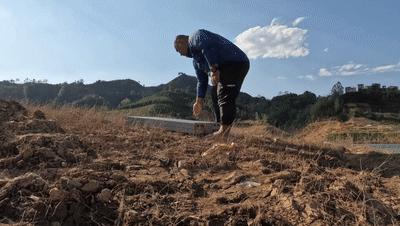 2020万峰湖野钓大罗非,万峰湖陇纳村野钓大罗非