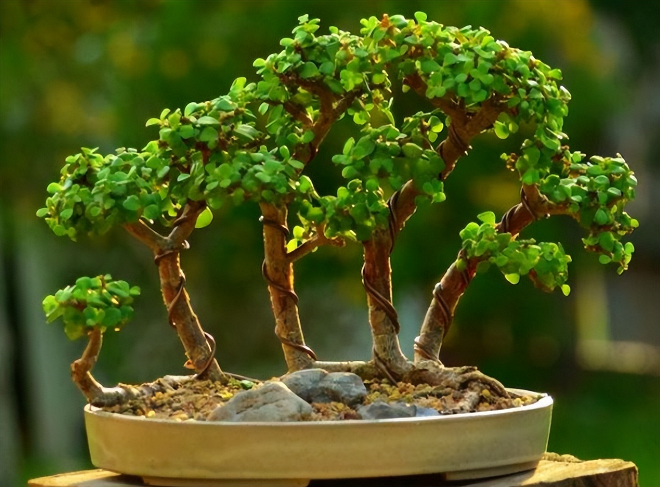 耐旱的花秋冬需要少浇水吧,这6种花就喜欢水多越浇越爆盆