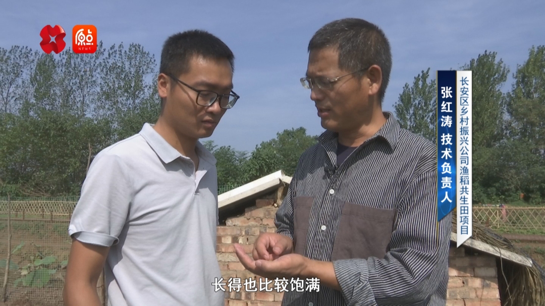 你好我的城|稻香