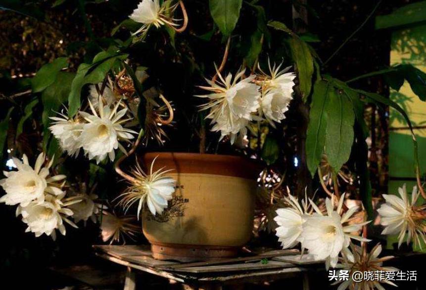 什么花最旺人旺家又好养好看,最旺家招财又好看好养的花