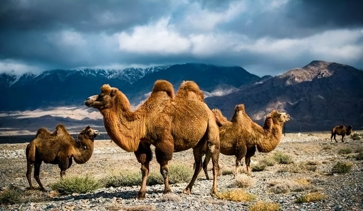 中老年人补钙的最好食物,中年人吃什么菜补钙效果最好