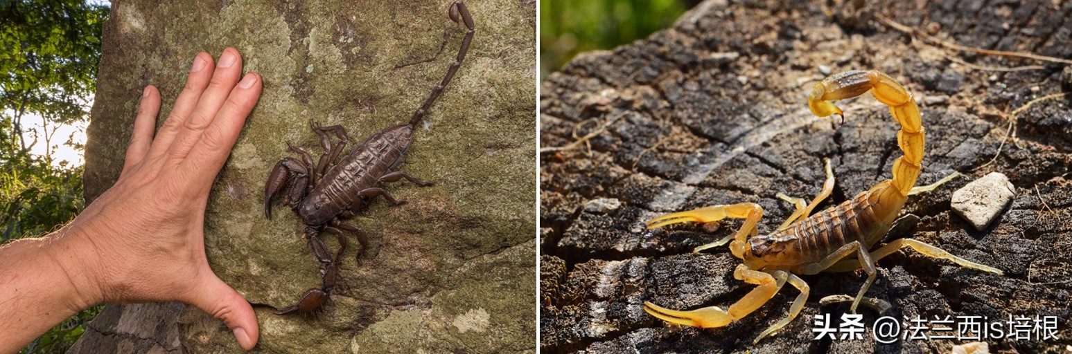 广州海关截获11箱588只蛇蛙蜥蜴,广州海关截获蟑螂200只