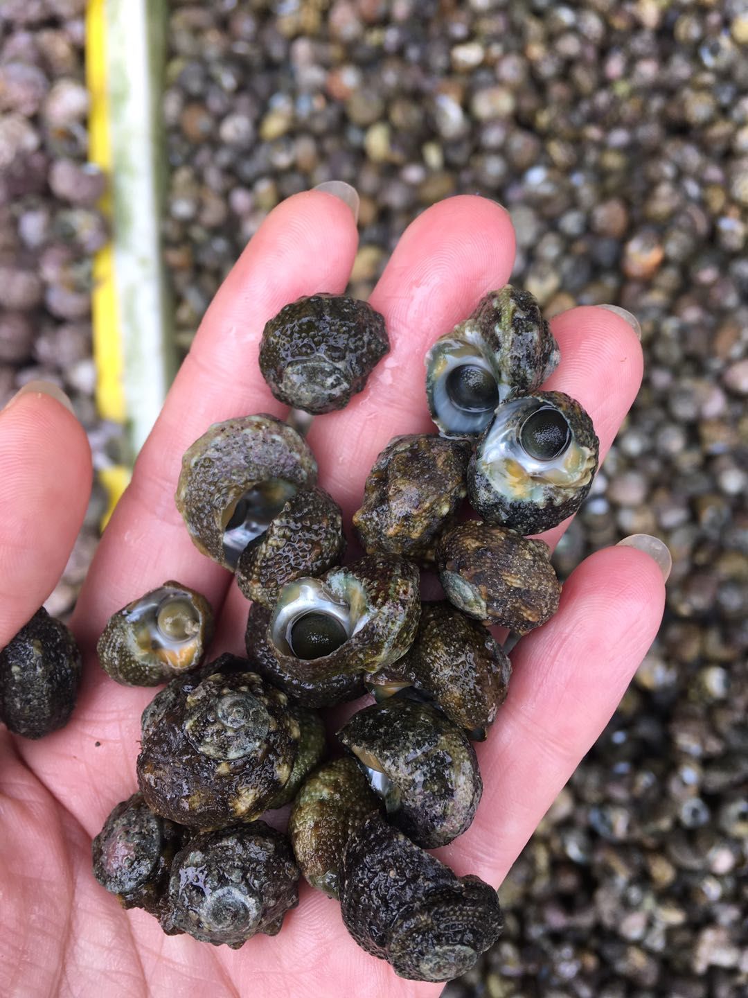 海南海鲜贝类有哪些,海南海鲜贝类