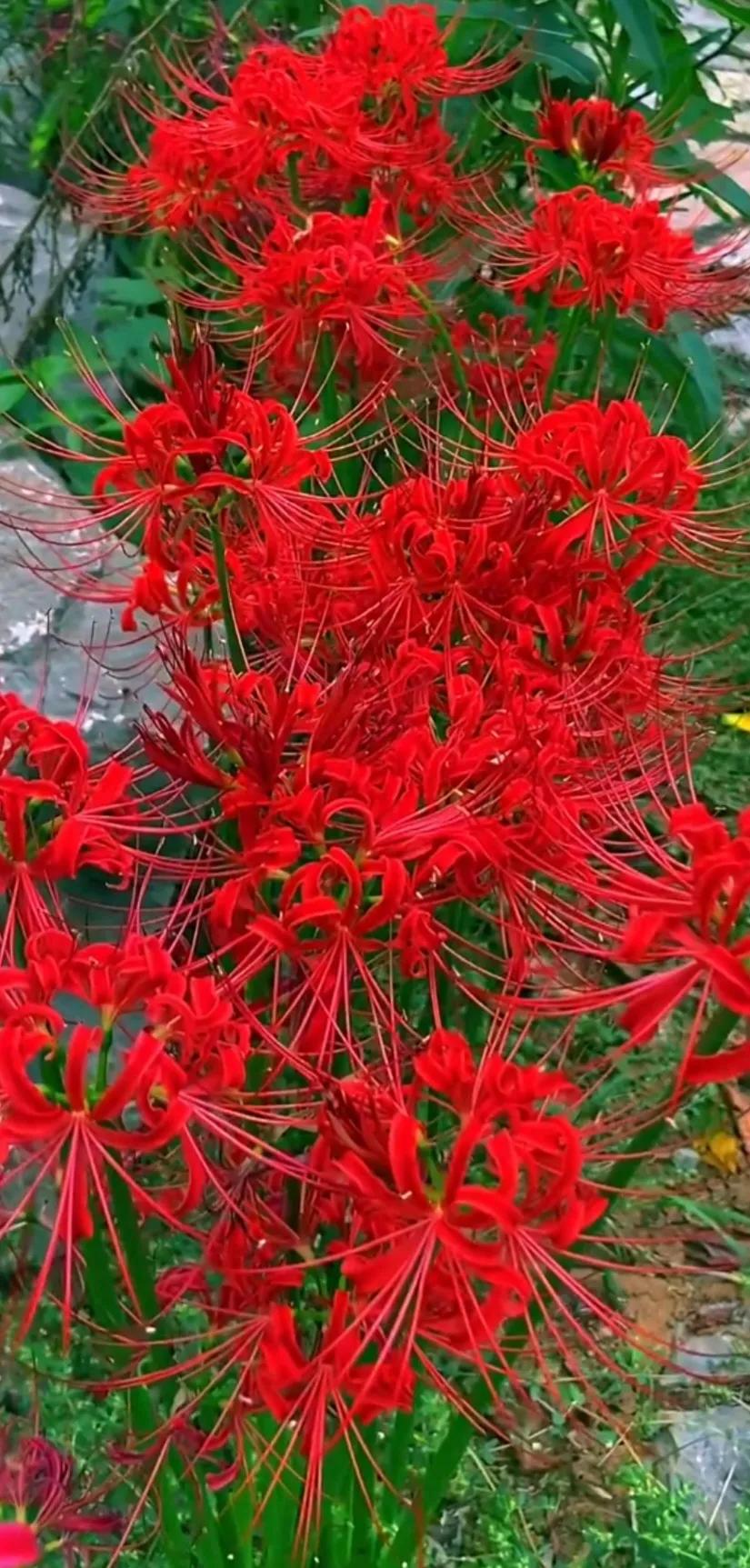 养眼花的图片大全,让人惊艳的花草图片