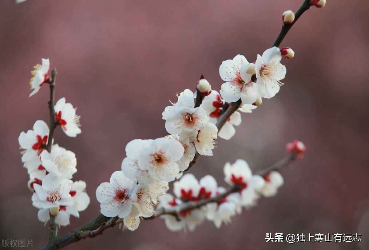 吃散结的中药忌口食物有哪些,梅花的食疗