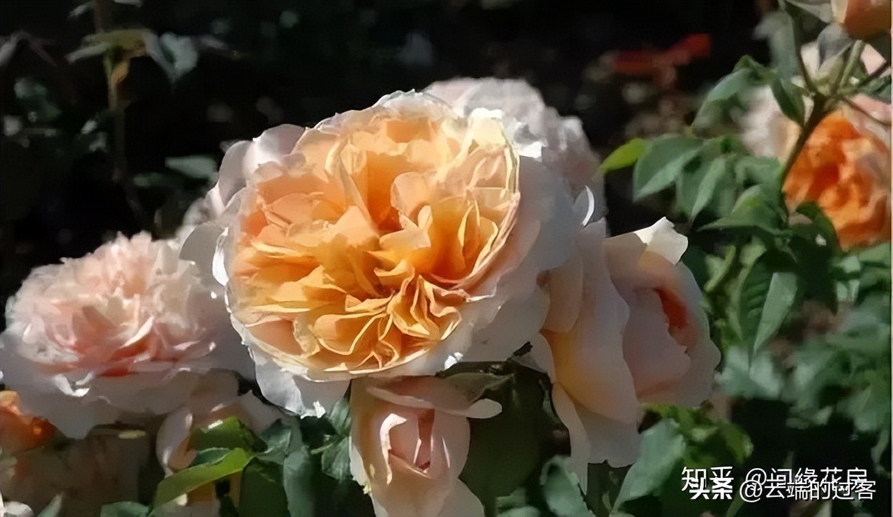 1到99朵玫瑰的含义图片,1到99朵玫瑰花语是什么