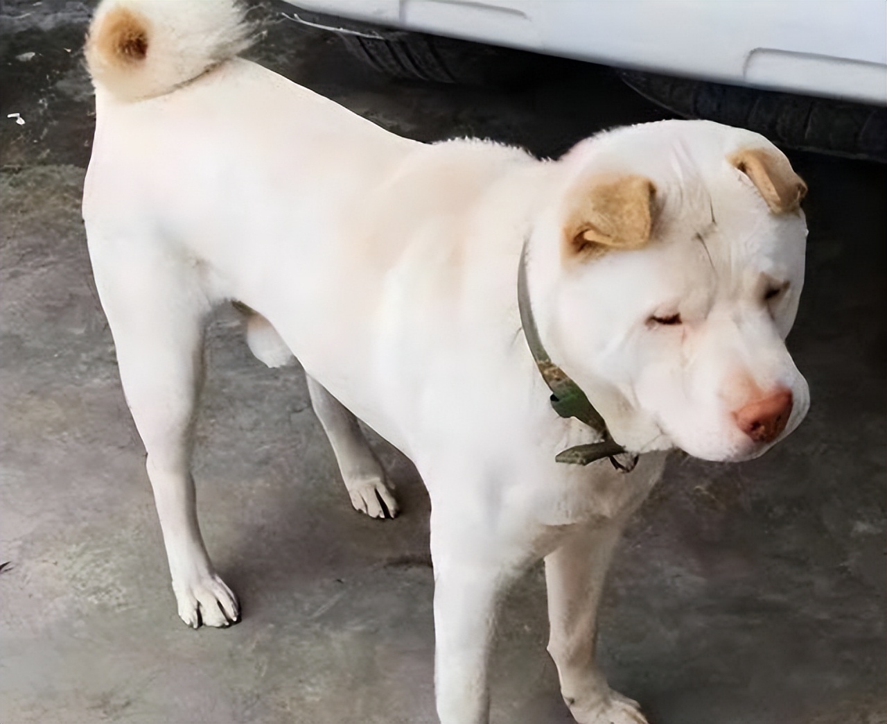 30种常见犬图片,40种常见名犬图片