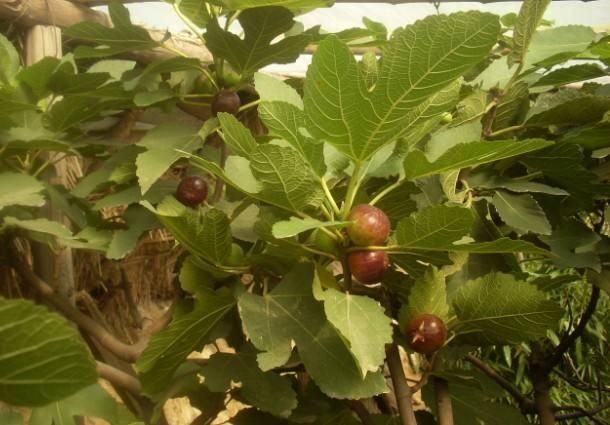 在家养无花果,无花果怎么养能长得快