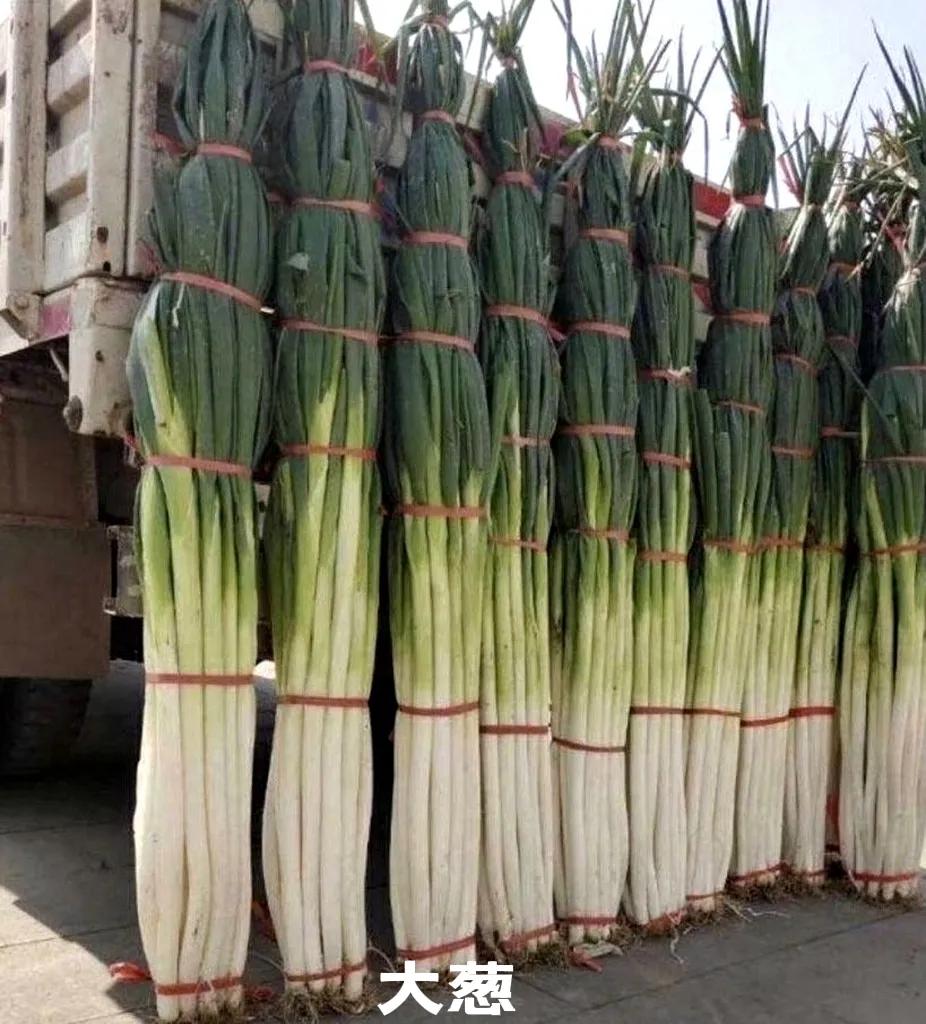 细香葱百合科多年生植物,百合科植物学
