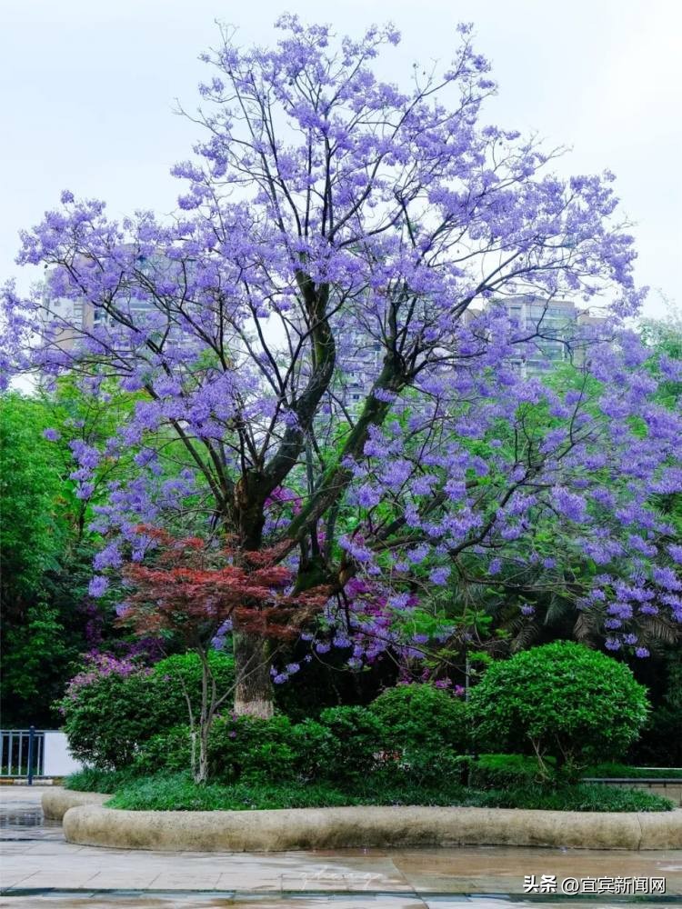泸州蓝花楹打卡地,蓝花楹打卡点照片