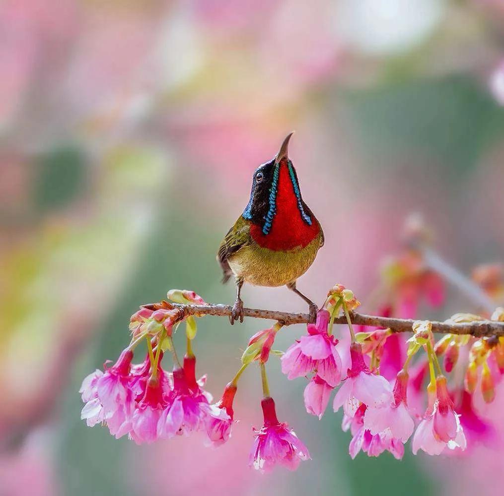 太阳鸟花,太阳鸟瞰最新作品
