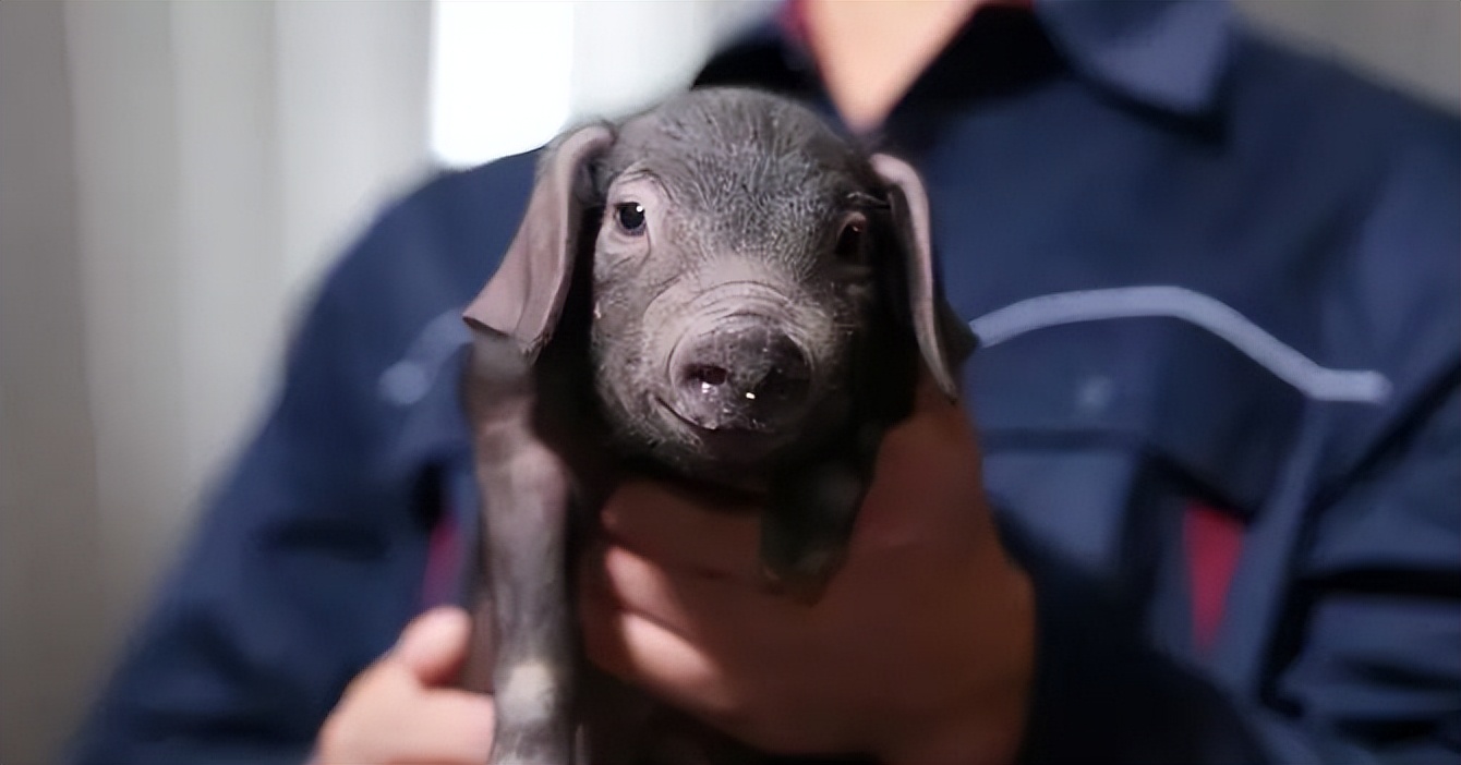 网易的养猪场现在怎么样了,网易养猪场现在怎么样了2020年