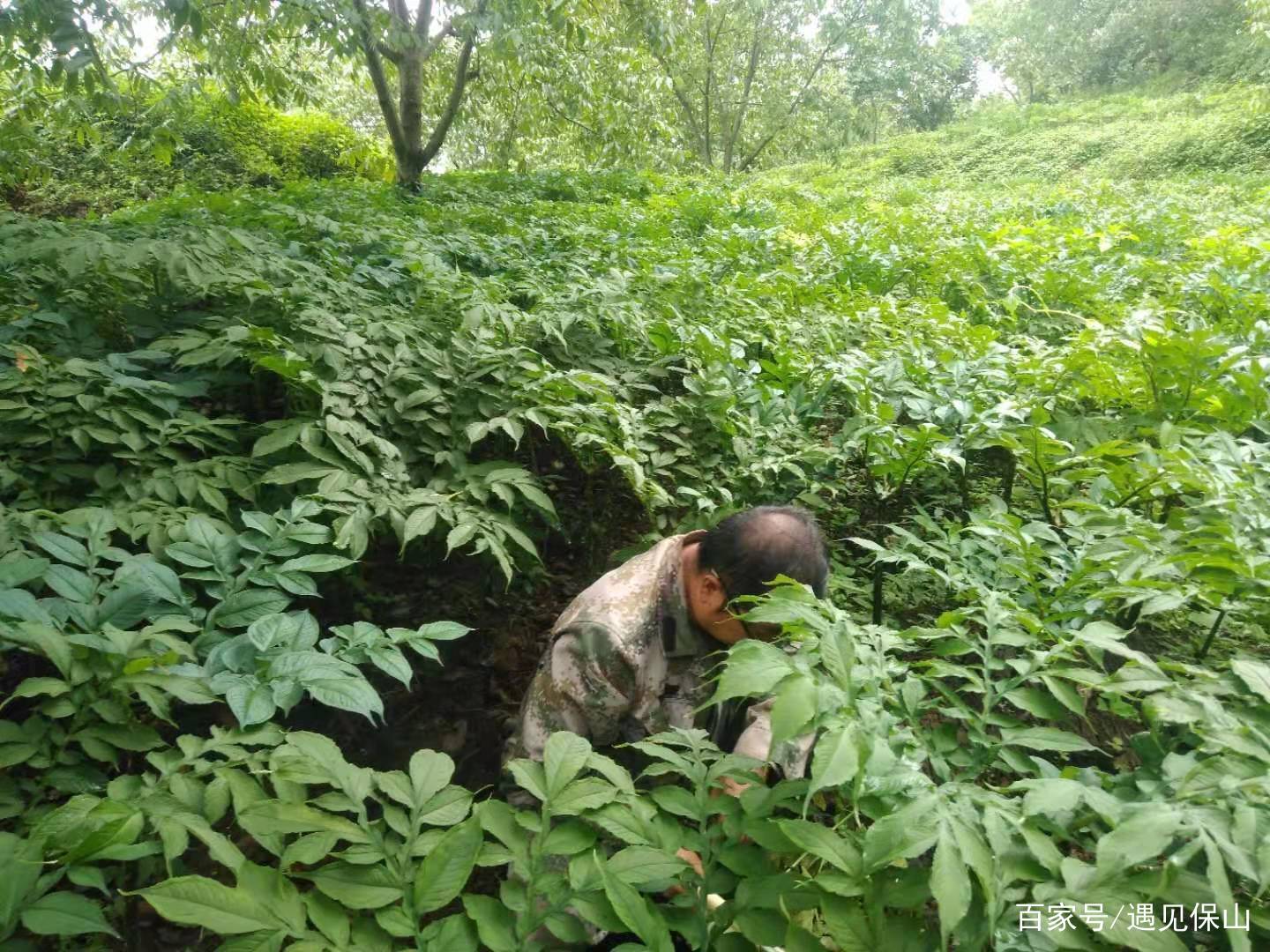 魔芋产业奏响乡村振兴进行曲,魔芋产业助推乡村振兴示意图