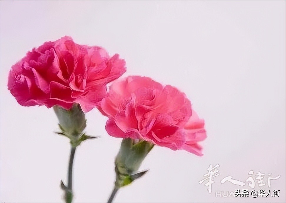 母亲节为什么是五月十四号,母亲节每年为什么不一样的日期