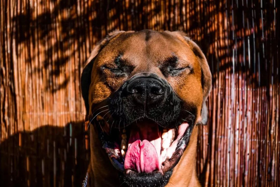 5种禁养的宠物,五种禁养犬