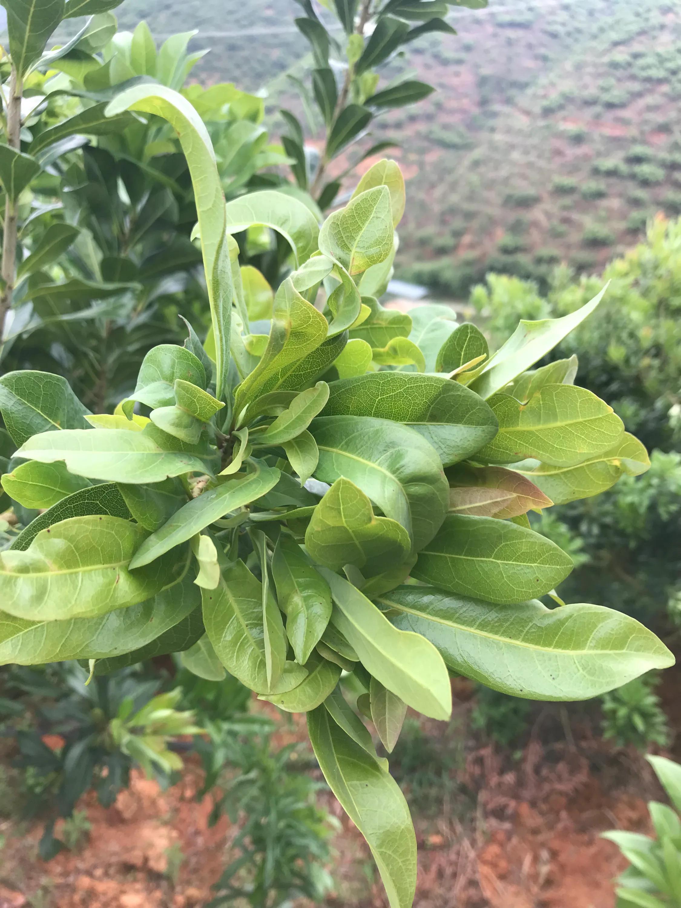 杨梅小叶病,攻克杨梅小叶病