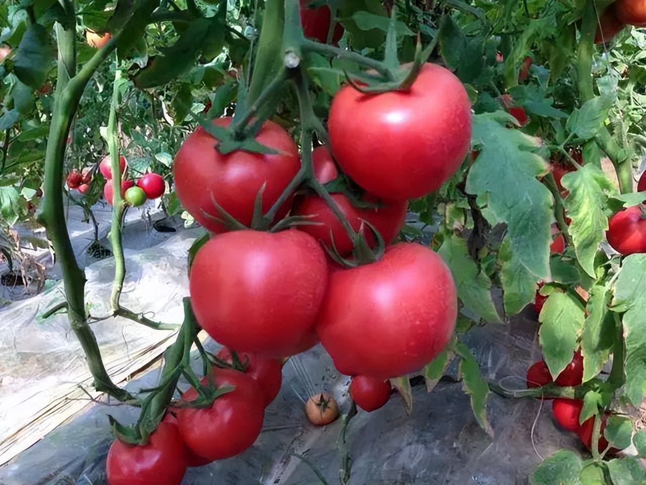 日光温室番茄栽培技术要点,温室种植番茄灌溉方式