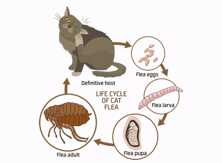 比人古老的生物,30年前虱子为什么频繁出现