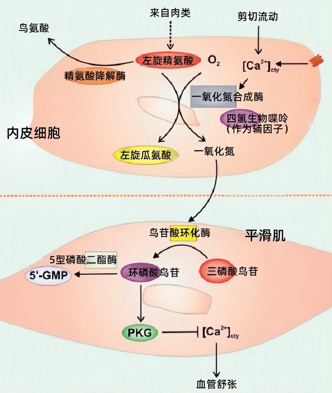 延寿64.2%的原花青素PCC1，最佳来源竟然不是葡萄籽而是这种食物