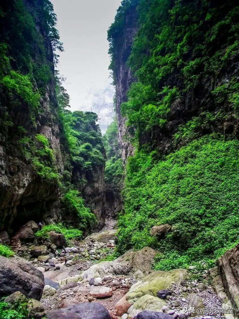 半夜搜山发现怪异生物,大鲵神秘生物