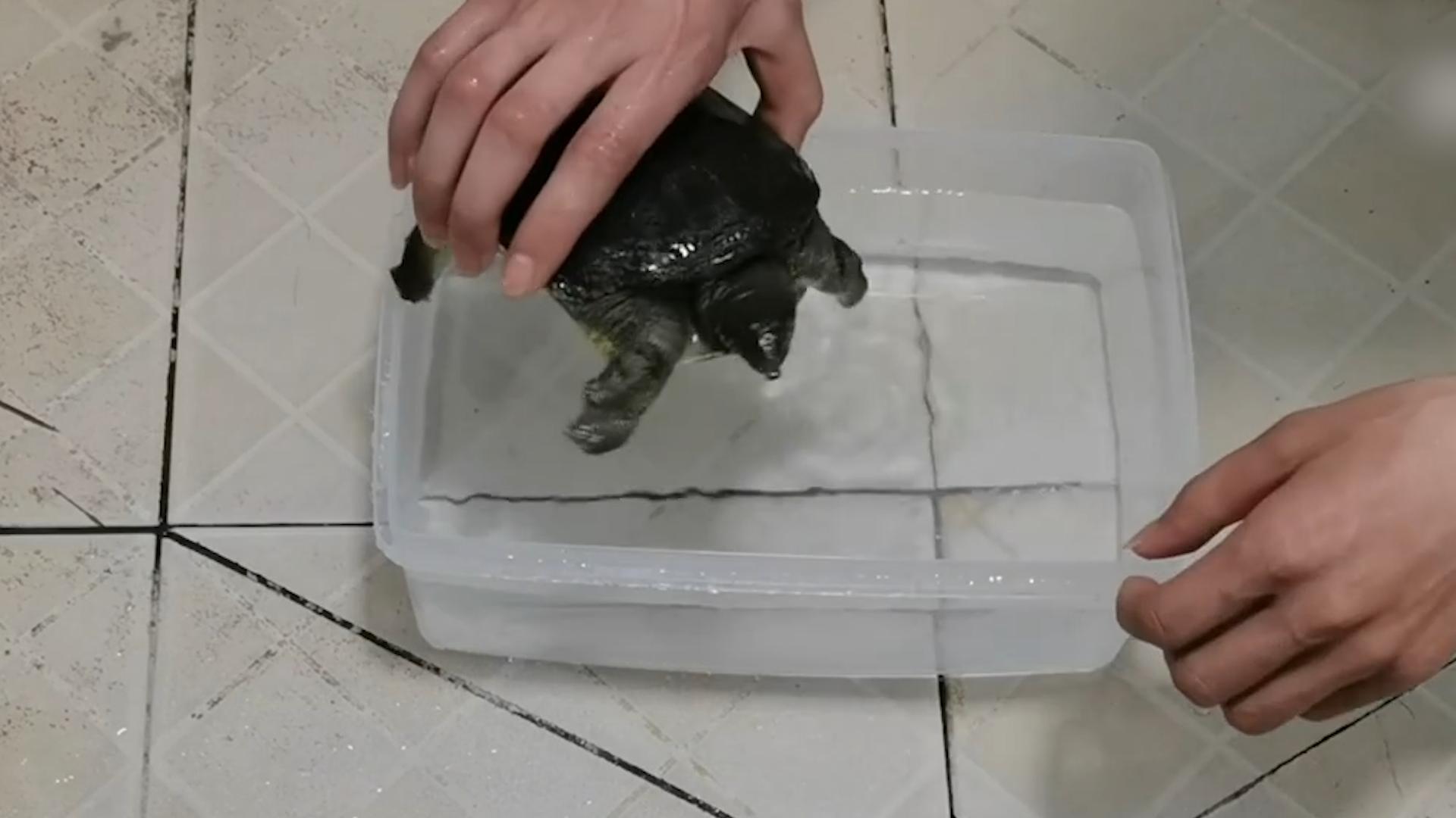 甲鱼冷冻多久可以复活,冰冻的一个月的甲鱼能否复活