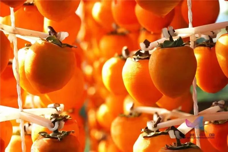 柿子和海鲜会中毒吗,柿子与海鲜同时食用会导致中毒吗