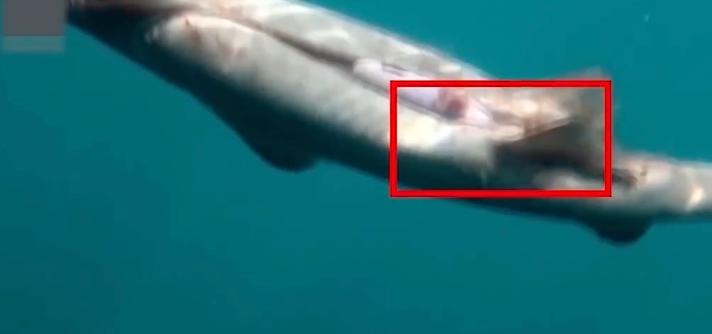 姚明公益广告拒绝吃鱼翅,姚明吃鱼翅原视频