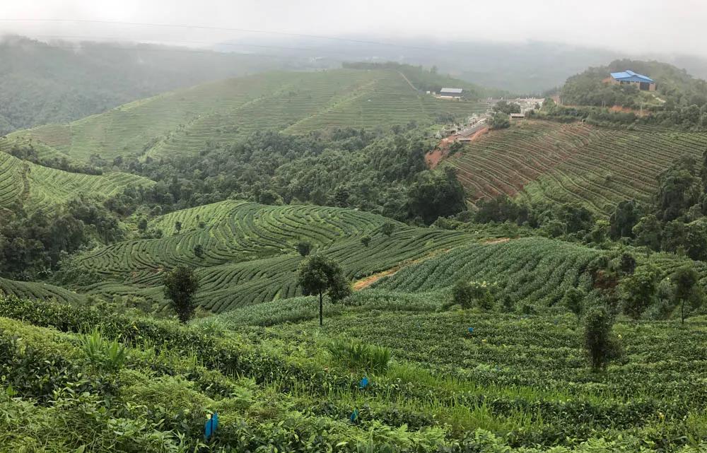 正谷有机滇红,正谷滇红