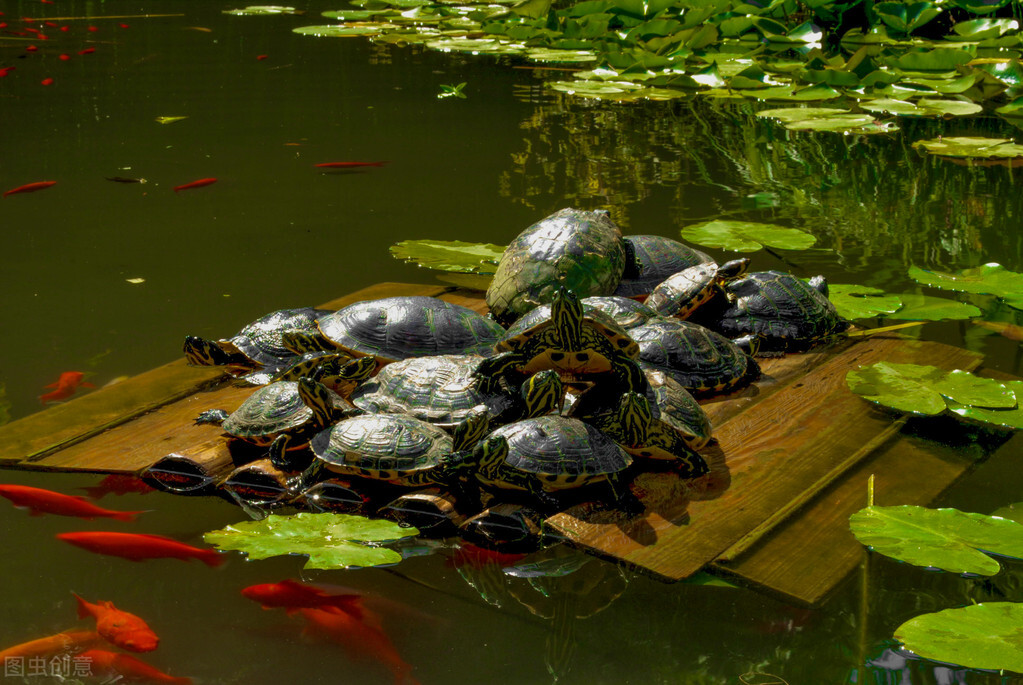 乌龟怎么分公母龟,乌龟怎么分公母新手养龟看过来