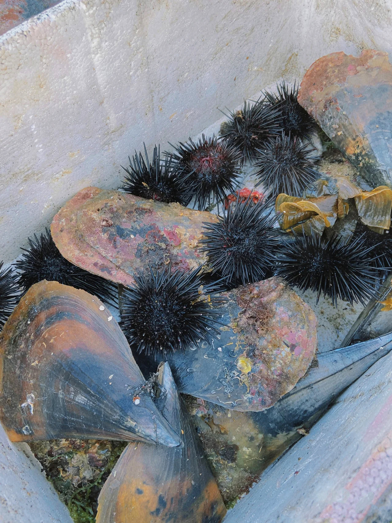 深圳大鹏比较干净的海滩,深圳大鹏半岛海滩