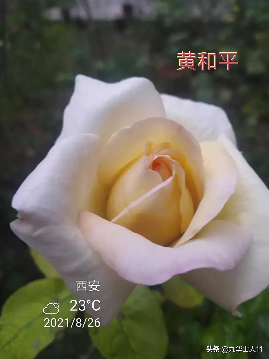 20cm大花重瓣月季品种,黄颜色大花月季是什么品种