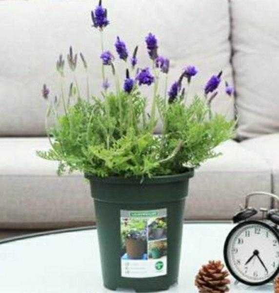 有助于睡眠的植物好养,有助于睡眠的十大植物