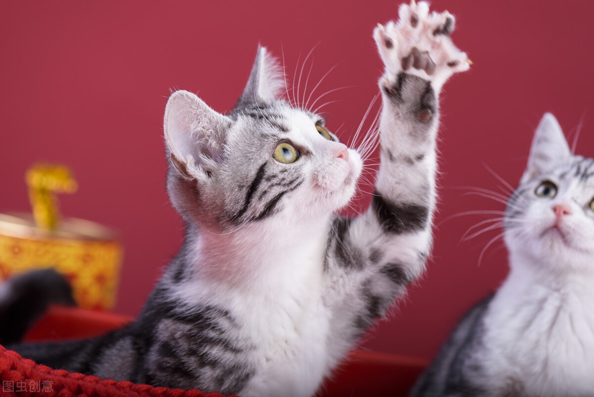 养猫必读各种猫咪的优缺点,猫咪优缺点