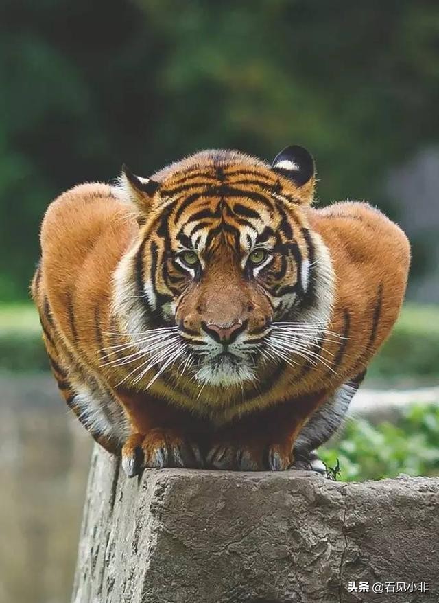 狮子和老虎到底谁厉害有图有真相,狮子和老虎到底谁厉害呢