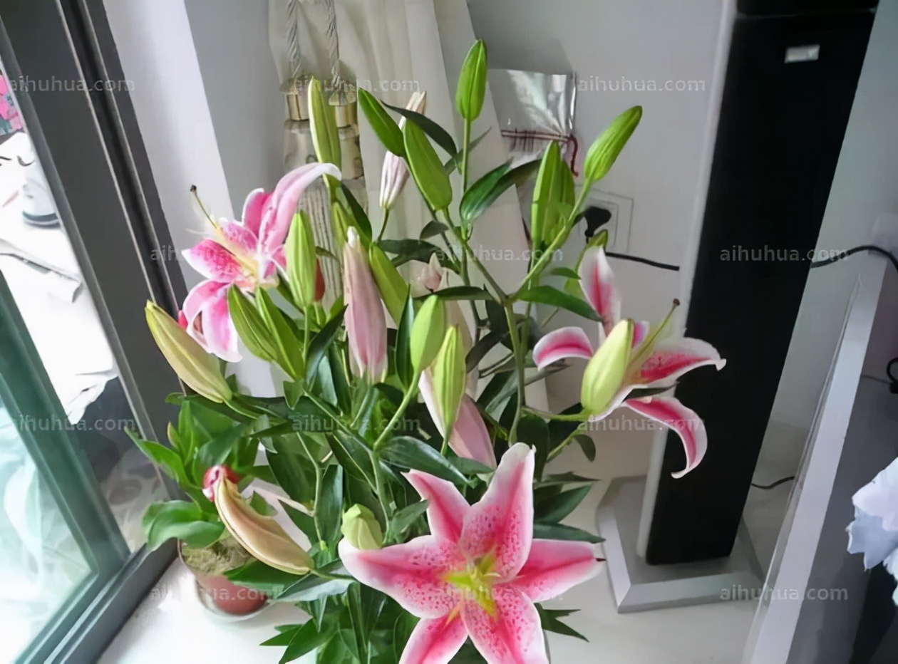 重瓣香水百合的种植时间和方法,香水百合的种植方法和注意事项