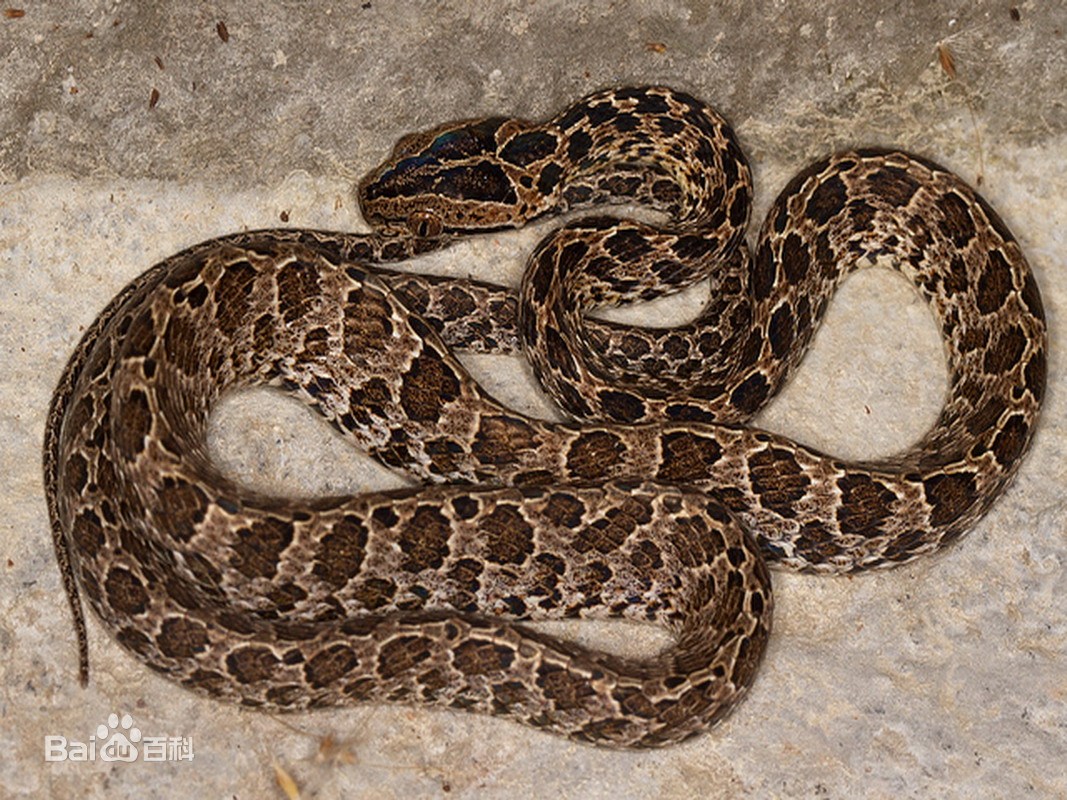 中国境内蛇类大全，11种（Ⅶ），恐蛇者勿入！