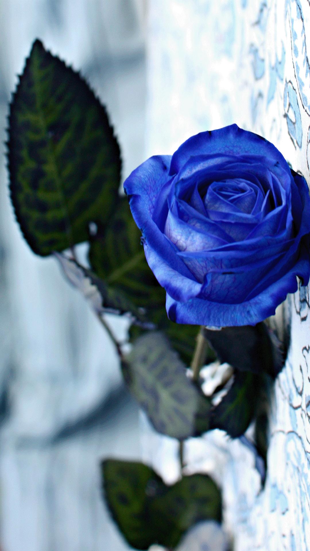 蓝色妖姬花束壁纸,花朵壁纸蓝色