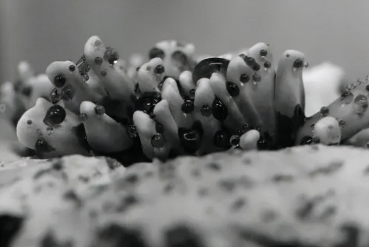 白蚁家族中的大熊猫,白蚁培育的黑色菌类