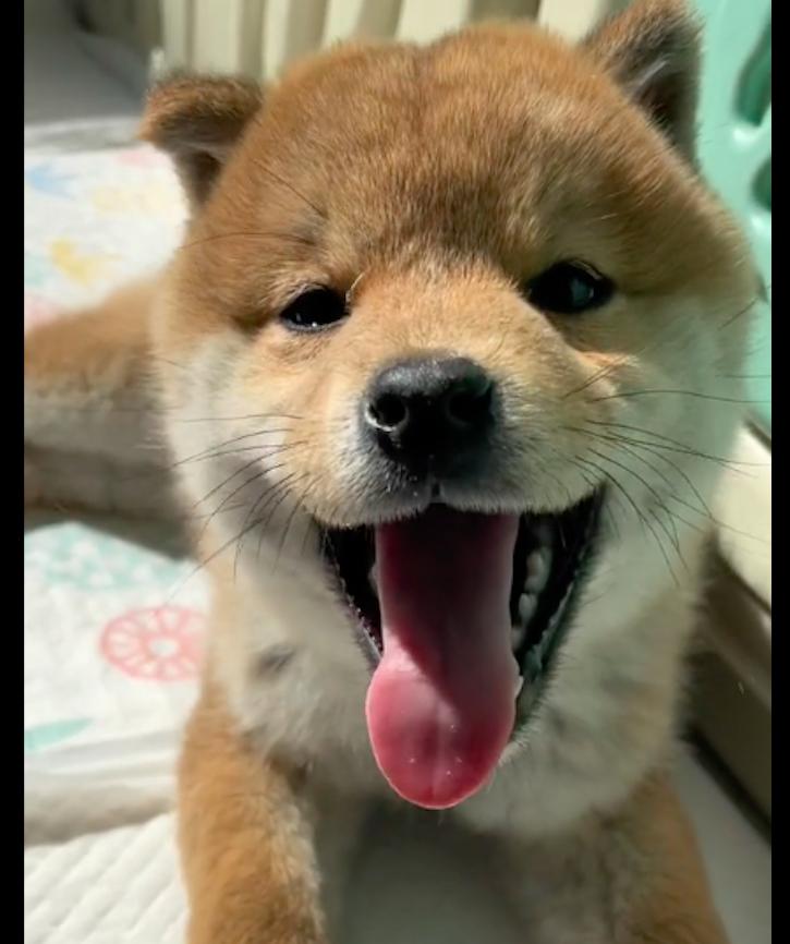 小狗被捉起来浑身颤抖,小狗被人抓走流泪