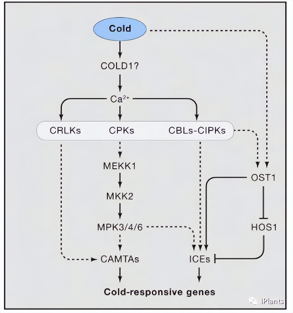 cell解读,cell文章解析