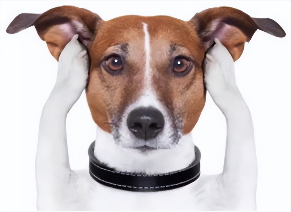 狗狗耳螨和耳朵发炎用什么药,狗狗耳朵过敏症状处理办法