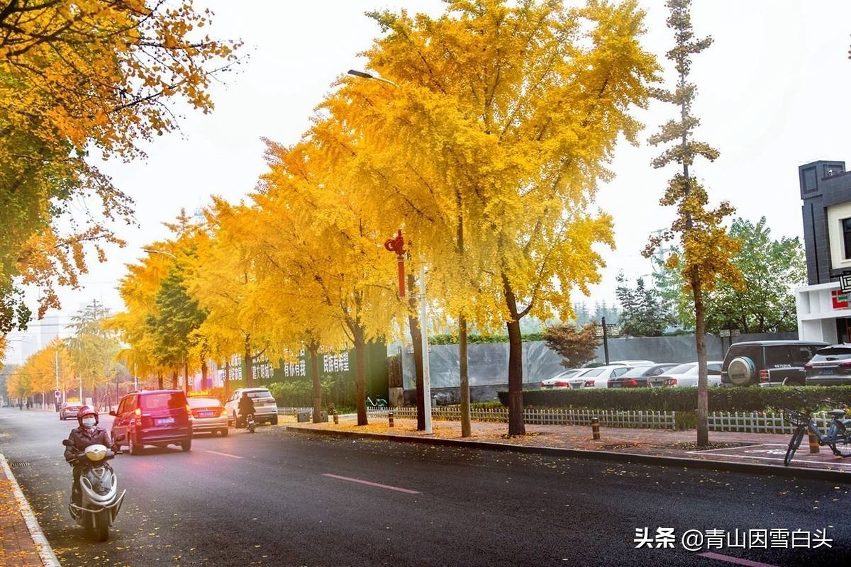 银杏公树和母树对比图片,银杏树分公母吗